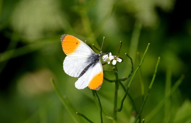 Fairy gardening tips