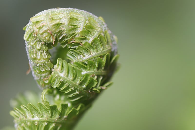 Phoenix Fern