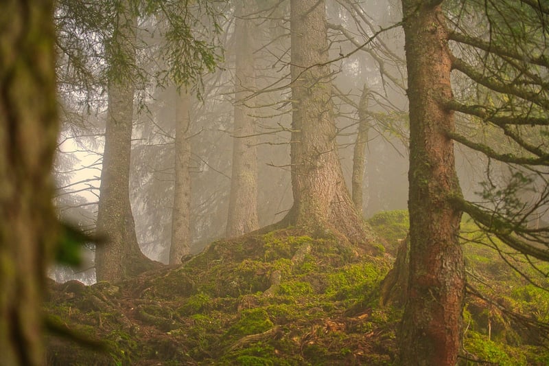 Elf Forest
