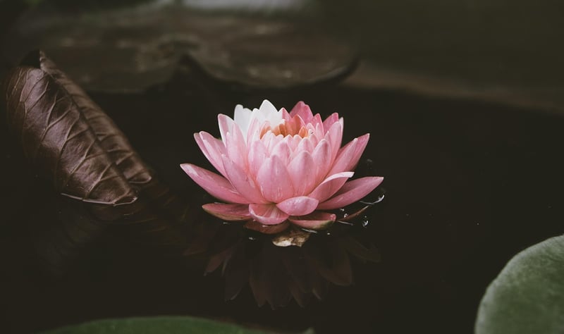 Starlight Lotus