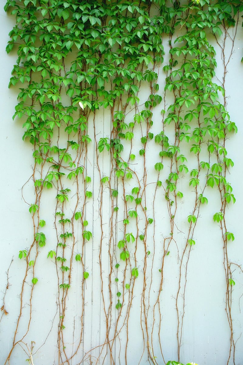 Crystal Vine